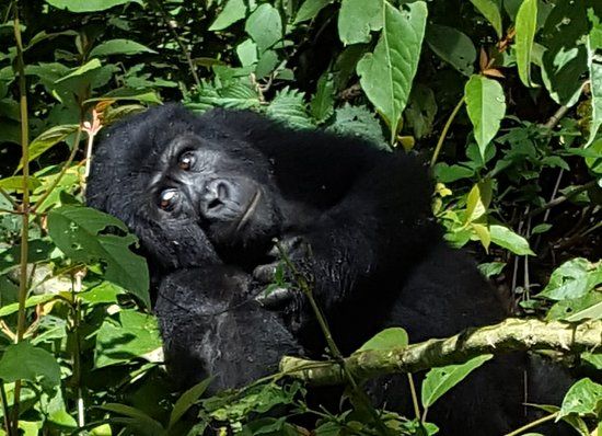 Gorilla Bookings